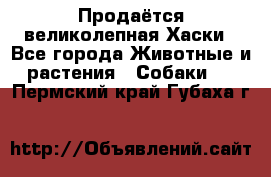 Продаётся великолепная Хаски - Все города Животные и растения » Собаки   . Пермский край,Губаха г.